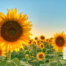 kansas solar - sunflower state